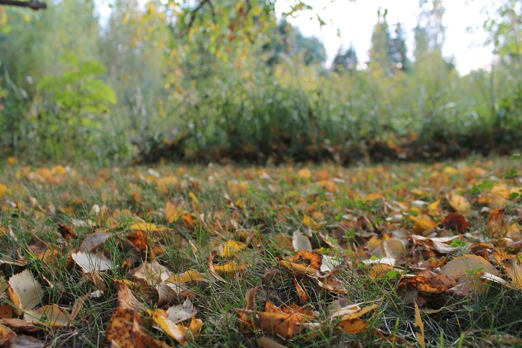 Ruska: Ruska alkaa syksyllä ja tarkoittaa kesävihantien kasvien väriloistoa. Väriloisto syntyy kun puut alkavat varastoida lehtivihreää eli eräänlaista väriainetta runkoonsa talveksi säästöön.