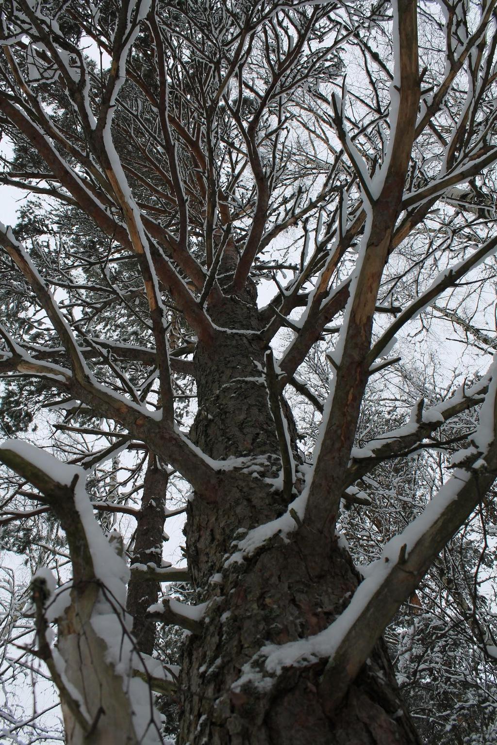 Talvella lumi kasaantuu puiden oksien päälle kauniisti, kuten kuvan männyssä näkyy.