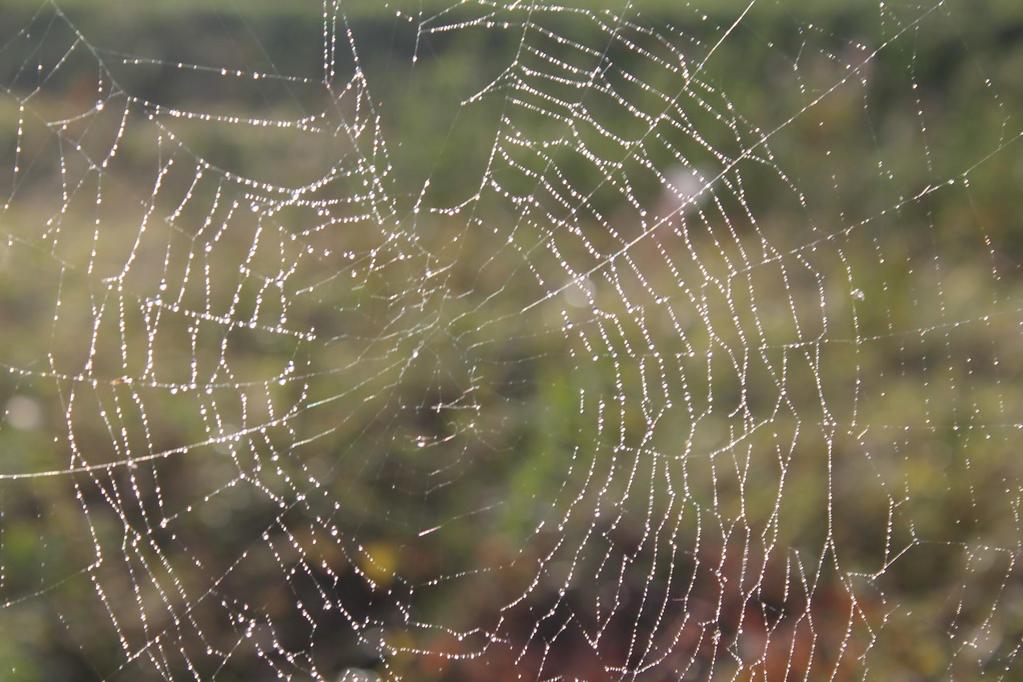 Hämähäkinseitti: Hämähäkit saalistavat ruokaa seittiensä avulla. Hyönteiset eivät joko näe tai huomaa niitä ja lentävät niitä päin, tämän seurauksena ne jäävät siis kiinni.