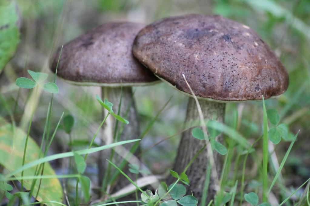 1. Leppärousku: On rouskuihin kuuluva sieni. Se ei ole myrkyllinen, mutta se pitää ryöpätä eli kiehauttaa runsaassa vedessä ja huuhdella. Rouskut ovat herkullisia ruokasieniä.