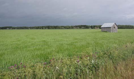 On löydetty 3800 vuotta vanhoja jälkiä sesonkiasutuksesta Öjbergetillä. Nämä ovat vanhimpia ihmisen toiminnan jälkiä Vaasan alueella.