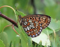 TIETOLAATIKKO OLLI VESIKKO KUVA 3. Rämehopeatäplä (Boloria eunomia) oli yksi mielenkiinnon kohteista Kymenlaakson suoinventoinneissa.