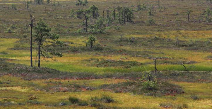 tai puustoisista niukkaravinteisista suotyypeistä (VSK, VSR, KaNR, VKaN, VSN, KaSN) keskiravinteisiin tai keski- ja runsasravinteisuuden rajamailla oleviin tyyppeihin (SaK, RhKgK, MK, MrK, LuRhK,