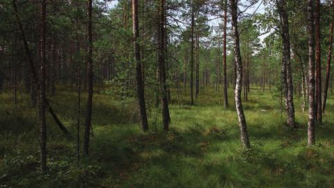 Kananiemensuo Kananiemensuo (598 ha) on monipiirteinen, laajan suotyyppivalikoiman (45 eri tyyppiä) omaava sekakompleksi, johon kuuluu kolme keidassuo-osaa: Lamminsuo, läntinen keidas ja itäinen