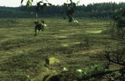 MARKKU SUOKNUUTI KUVA 7. Kananiemensuon itäisen kermikeitaan keskustasanteella keidasrämeen kermit ja kuljut vuorottelevat suon viettosuuntaa vastaan.