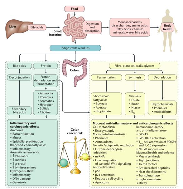 Nat Rev Gastroenterol Hepatol. 2016 Dec;13(12):691-706.