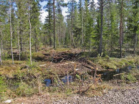 Varastopaikka korjuujäljen näyteikkuna Metsätielle tultava suoraan ettei tule ajourapainumia. Varastopaikan suunnittelu on tärkeää, etenkin kun puretaan sekakuormia.
