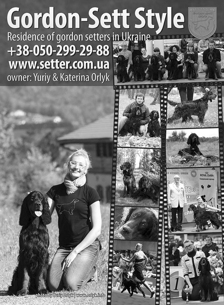 kasvaa joka vuosi ja vastaavasti myös pentueiden määrä! Katerina kertoo. Ukrainassa on vuodesta 2009 alkaen järjestetty settereiden club show n Dnepropetrovskissa.