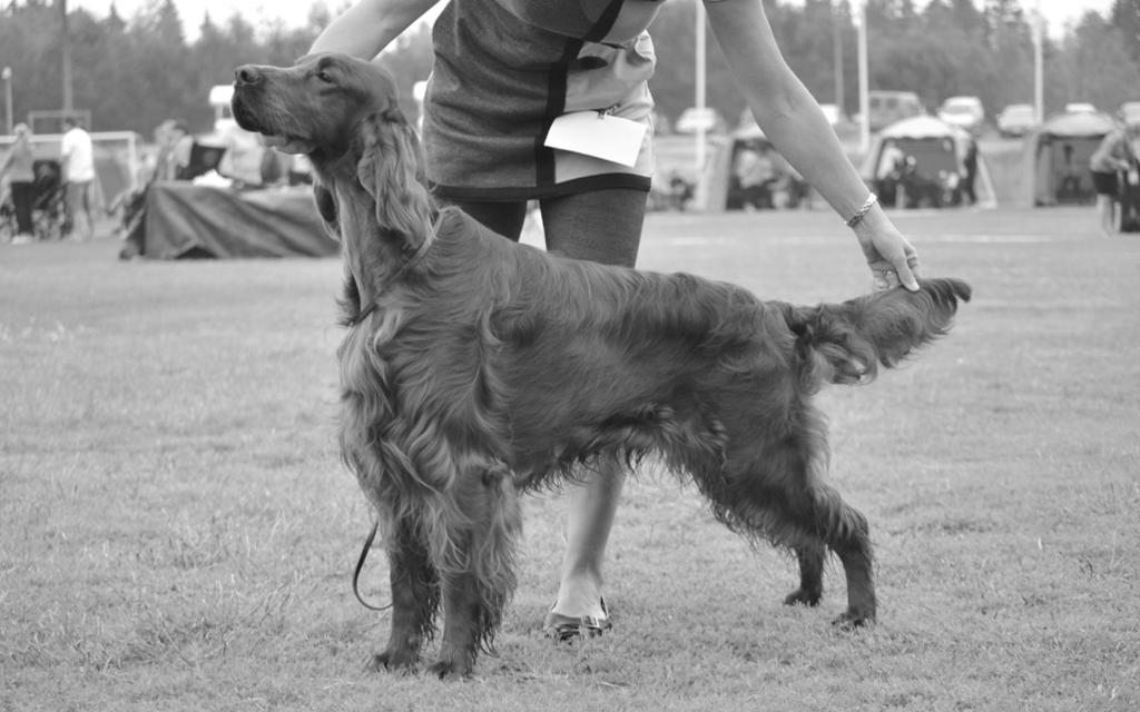 Merryview's Flower Birdie s. 5.7.2010 i. C.I.E Nord V-10 Nord V-11 Balt V-12 No V-12 Applegrove Take A Look At Me Now e. Merryview's Birdie Nam-Nam Kasv. Susann & Stefan Rönnkvist, Purmo Om.