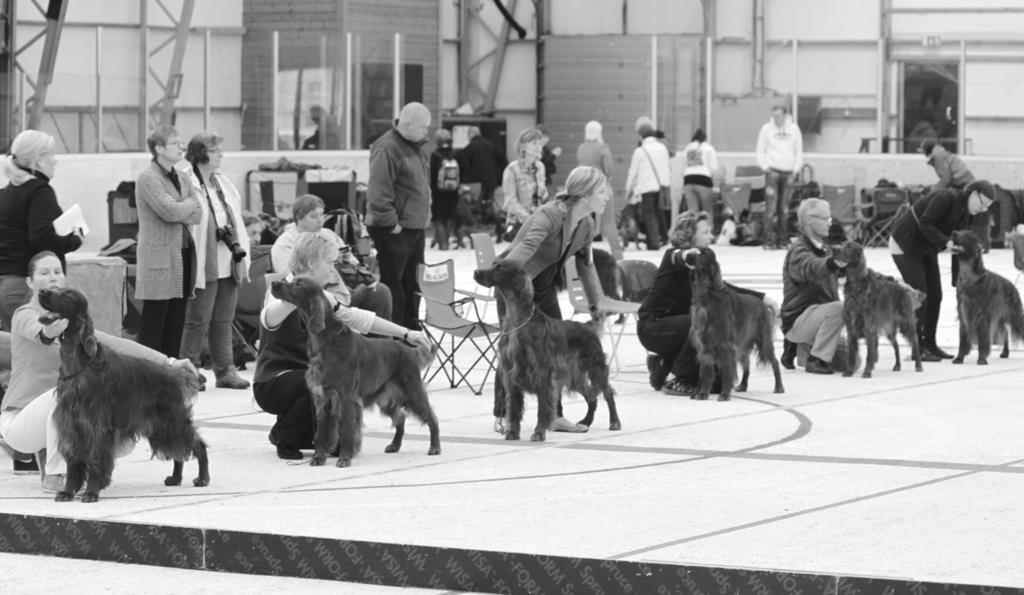 Nokomis n kivutessa kakkoseksi ohi suomalaissyntyisen Rhoswendale Brilliant Ruby n. Fansett Hemisphere Kid tykitti voittopisteet niin Vuoden Agility- kuin Vuoden Tokoirakilpailuissakin.