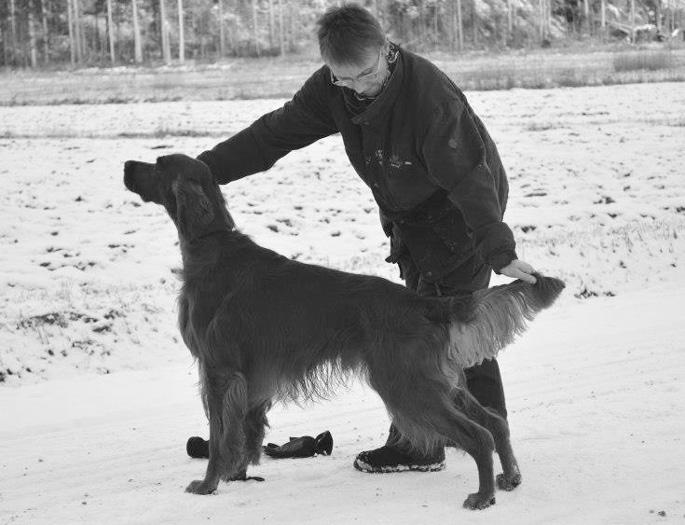 on mielestäni ala-arvoista ja suvaitsemattomuutta... 5) Liikaa sallitaan liioiteltuja piirteitä ja löytyy jopa tuomareita jotka eivät oikeasti ota huomioon koiran ikää ja kehitysvaihetta.