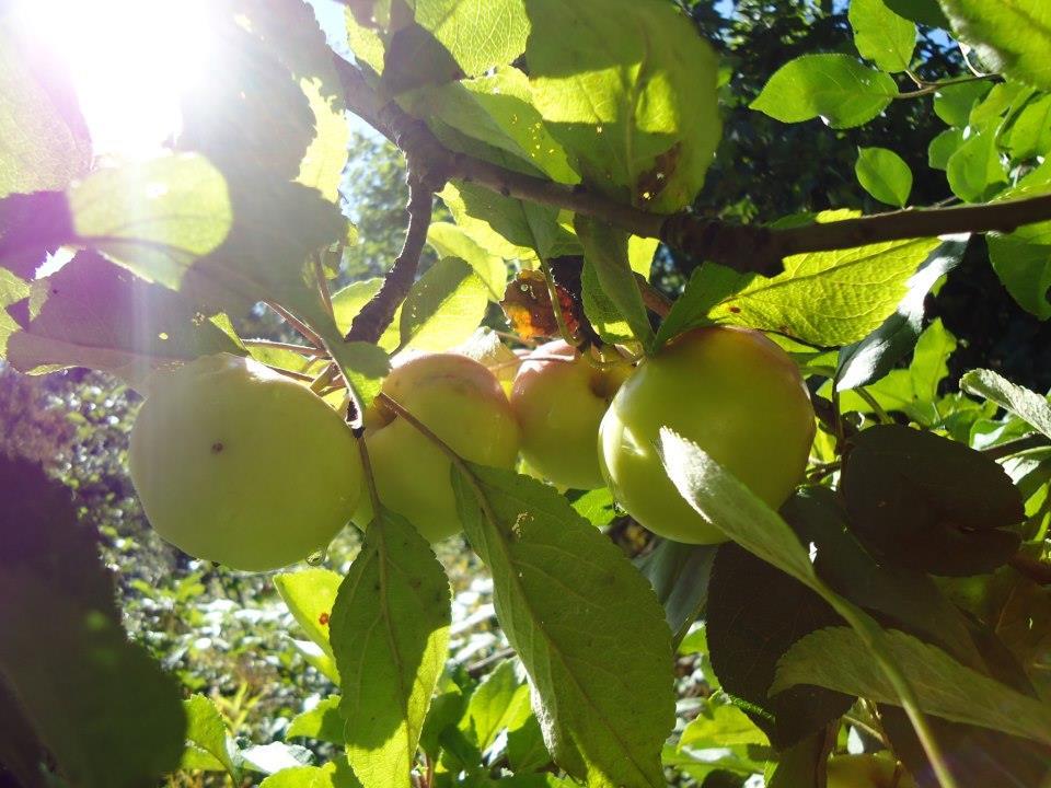 Ptentiaalisimmat kasvit esittelyssä Omena (Malus dmestica) Suuret määrät sivuvirtja: lehdet, ksat, kuret, hedelmäliha, siemenet Lehdet > antiksidanttiaktiivisuus