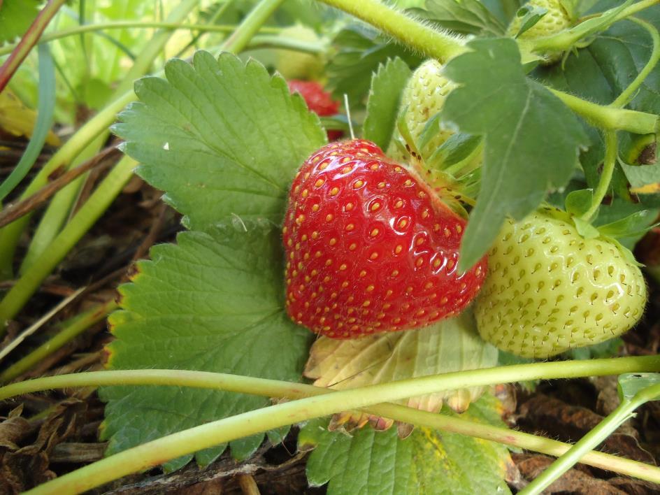 Mansikka (Fragaria x ananassa) Sivuvirrat: marjat (II-lukka), hedelmäliha, siemenet, lehdet (rönsyt) Rönsyt > Suuri antiksidanttiaktiivisuus