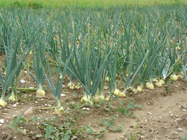 Sipuli (Allium cepa) Sivuvirrat: kuret, sipuli Kuret > Suuri plyfenlipitisuus Suhteellisen krkea antiksidanttiaktiivisuus Sipuli >