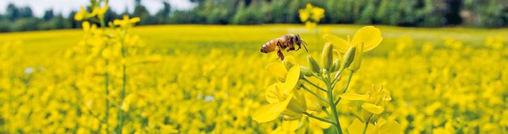 SIEMENET 25 RAPSI: Proximo Huippusatoisa populaatiokevätrapsi Todella satoisa populaatiokevätrapsi Peittoaa sadossa jopa hybridirapseja Tuottaa runsaan öljysadon ja soveltuu kasviöljyteollisuuden