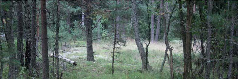 SELVITYSALUEEN NYKYTILA Kuva 6.