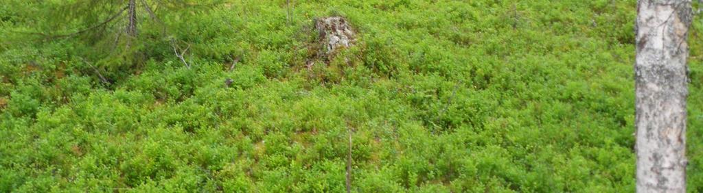 Kangaslamminvaaran itäosassa hyvin jyrkällä rinteellä on vanhan metsän alue.