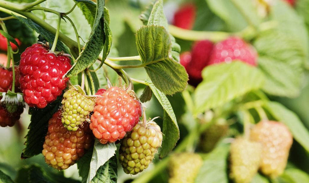 Kestävä rakenne ja laadukas sato FBM-tuotteet kaikille marjoille FBM (Fruit and Berry Mix) -tuoteperhe on kehitetty marjojen viljelyyn isoissa ruukuissa ja laatikoissa.