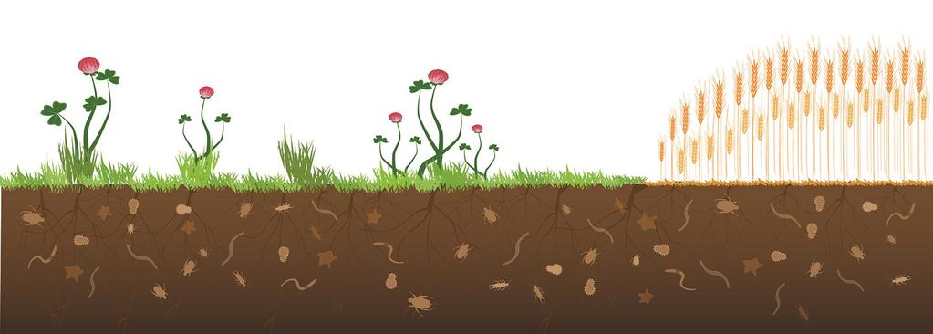 Millainen on sinun peltosi? Onko pellossa riittävästi eloperäistä ainesta?