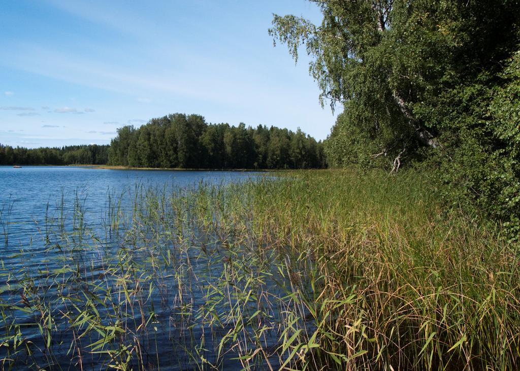 Osa-alueen eteläosassa on pieni painanne, jossa on ruoho- ja heinäkorven lajistoa mm. viitakastikkaa, suoputkea ja vehkaa. Eteläosa Eteläosan ranta on hiekkapohjaista.