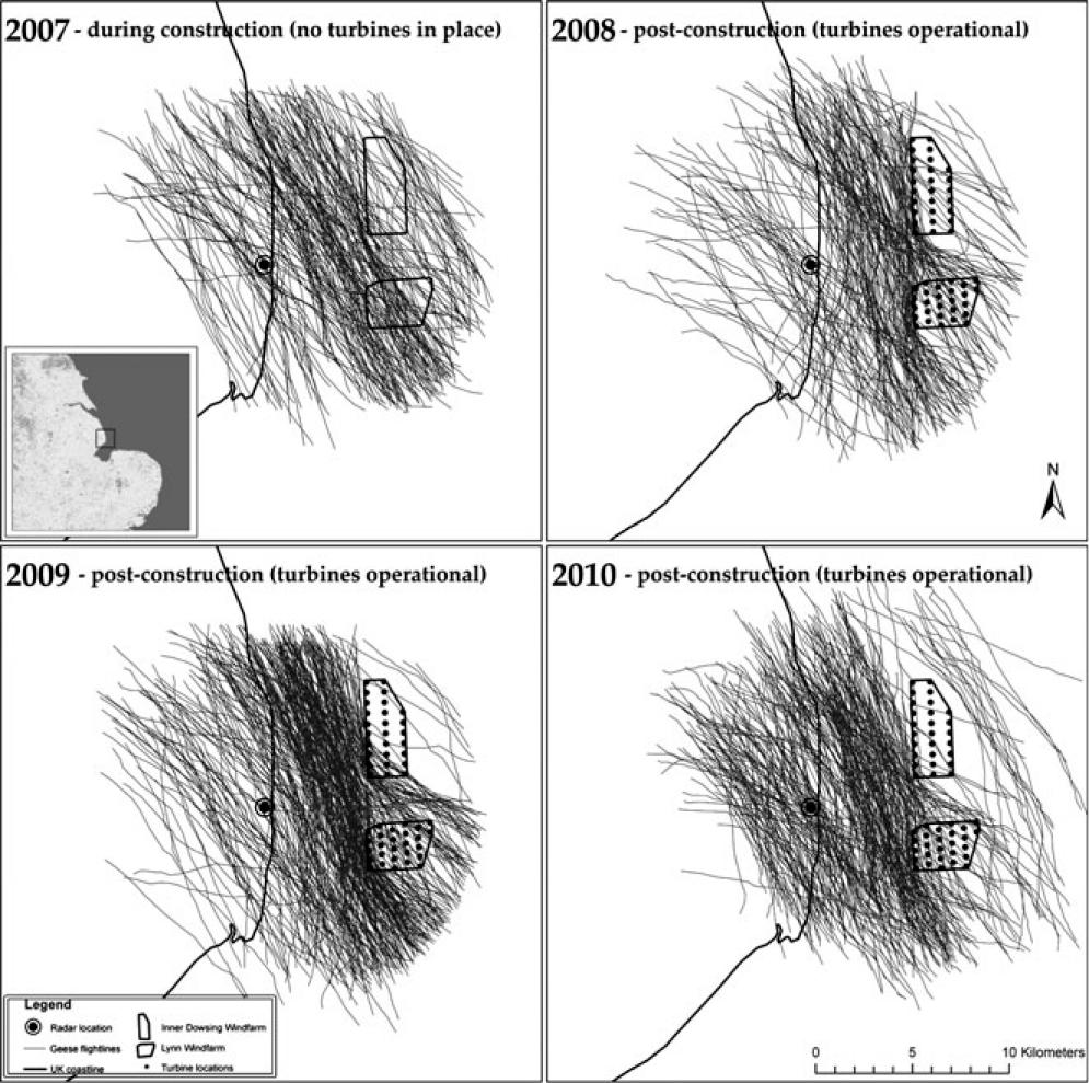 Lyhytnokkahanhiparvien on huomattu väistävän tuulivoimaloita (Plonczkier & Simms 2012).