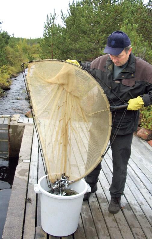 Luparahat takaisin kalavesiin Metsähallitus käyttää kaikki kalastusluvista saadut tulot kalavesien hoitoon.