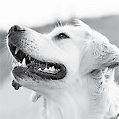 Satakunnan allergia- ja astmayhdistys esittäytyy Seurakuntakeskus (Itäpuisto 14, 2. kerros) 5.4. Murteen merkeissä - Porin murrepiirin kirjat vuosien varrella. Murremaakari, kotiseutuneuvos Ulla H.