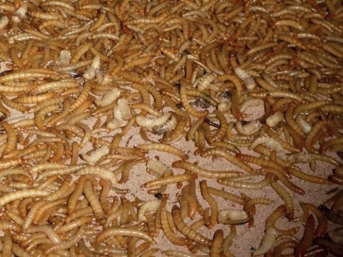 Luonnonvara- ja biotalouden tutkimus 76/2017 Rehuna käytettiin vehnälesettä, jota oli laatikoiden pohjalla muutama senttimetri.