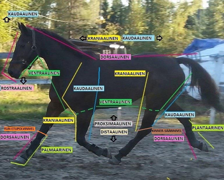 12 (34) Puolenmerkki sijoitetaan kuvauskenttään kohteen lateraalipuolelle. Lateraali- sekä viistokuvissa puolenmerkki sijoitetaan kuvauskenttään kraniaalisesti.