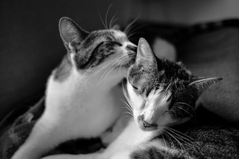 Taustalla temperamentti 2/2 8 Introvertin lapsen kyky ymmärtää muiden ihmisten näkökulmia alkaa kehittyä jo varhain Ujo lapsi tarvitsee sensitiiviset (herkät,