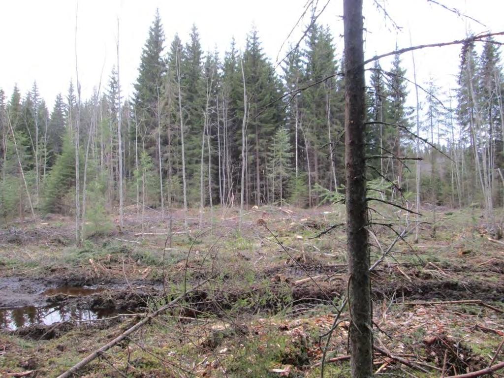 Luontoselvitys 15 / 76 Kuva 5-4. Metsähakkuu kylmäpuron ympäristössä, kuvattu keväällä 2016. F. Kylmähauta, 2,5 ha Kylmähauta on osa Hitonhauta - Kylmähauta Hirvasjoki Natura 2000 -aluetta.