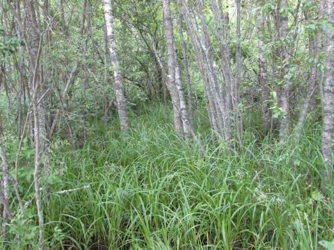 Munat ovat halkaisijaltaan pari millimetriä ja väritykseltään päältä mustia, alta vaaleita. Munaa suojaavan hyytelökuoren läpimitta on 7-8 milliä. 1.