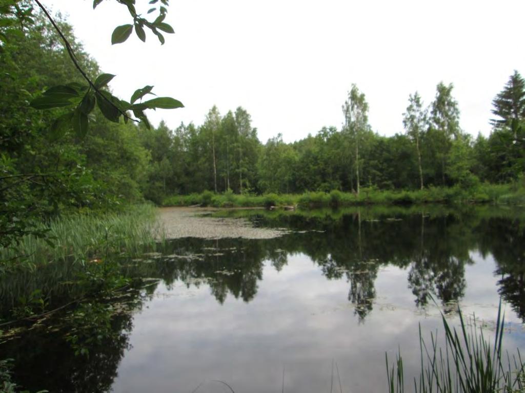 Luontoselvitys 35 / 76 3. Norolan tekolampi Lampi on kaivettu ja melko rehevä.