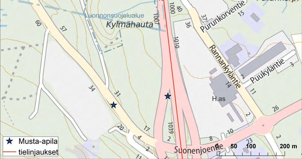 Luontoselvitys 45 / 76 Musta-apila (Trifolium spadiceum) (NT) Kaksivuotinen silmälläpidettäväksi luokiteltu musta-apila on niitty- ja piennarympäristöjen