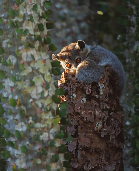 Madagaskarin kiertomatka: kissamakit ja kameleontit Kiehtovien lemurien asuttama Madagaskar on luonnonystävän ihmemaa, joka on edelleen varsin huonosti tunnettu.