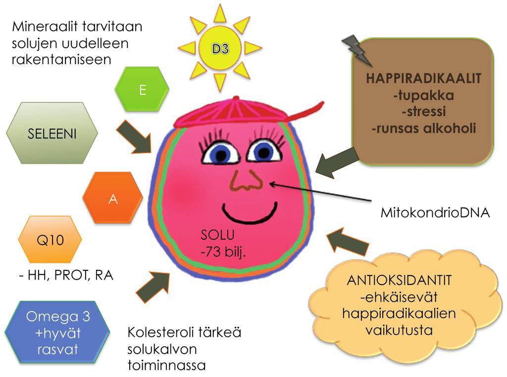 C-vitamiini Kun solumme saavat oikeaa ravintoa uudistumiseensa ja soluhengitykseensä (makroravinto; hiilihydraatit, proteiinit, rasvat sisään ja mikroravinteilla; vitamiinit ja kivennäisaineet suoja