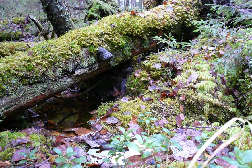 8 Kustannukset ja tuotto Metsäluonnon monimuotoisuudelle tärkeät elinympäristöt rajataan aina lannoituksen ulkopuolelle, ja niiden reunoille jätetään vähintään 20-metrinen suojakaista.