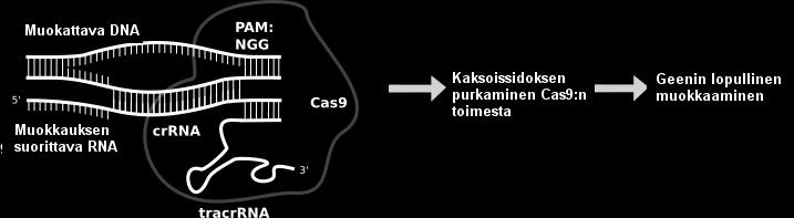 Clustered regularly interspaced palindromic repeats (CRISPR)/CRISPR-assosioituneet geenit (Cas) on uusi, tehokas ja monipuolinen genomin muokkausmenetelmä.