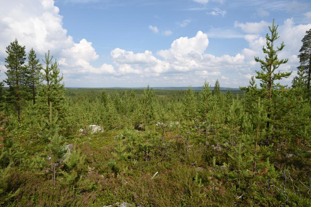 6 vaarojen rinteiden pohjoisella ekspositiolla ja kuivahkot tai kuivat kankaat eteläisillä.