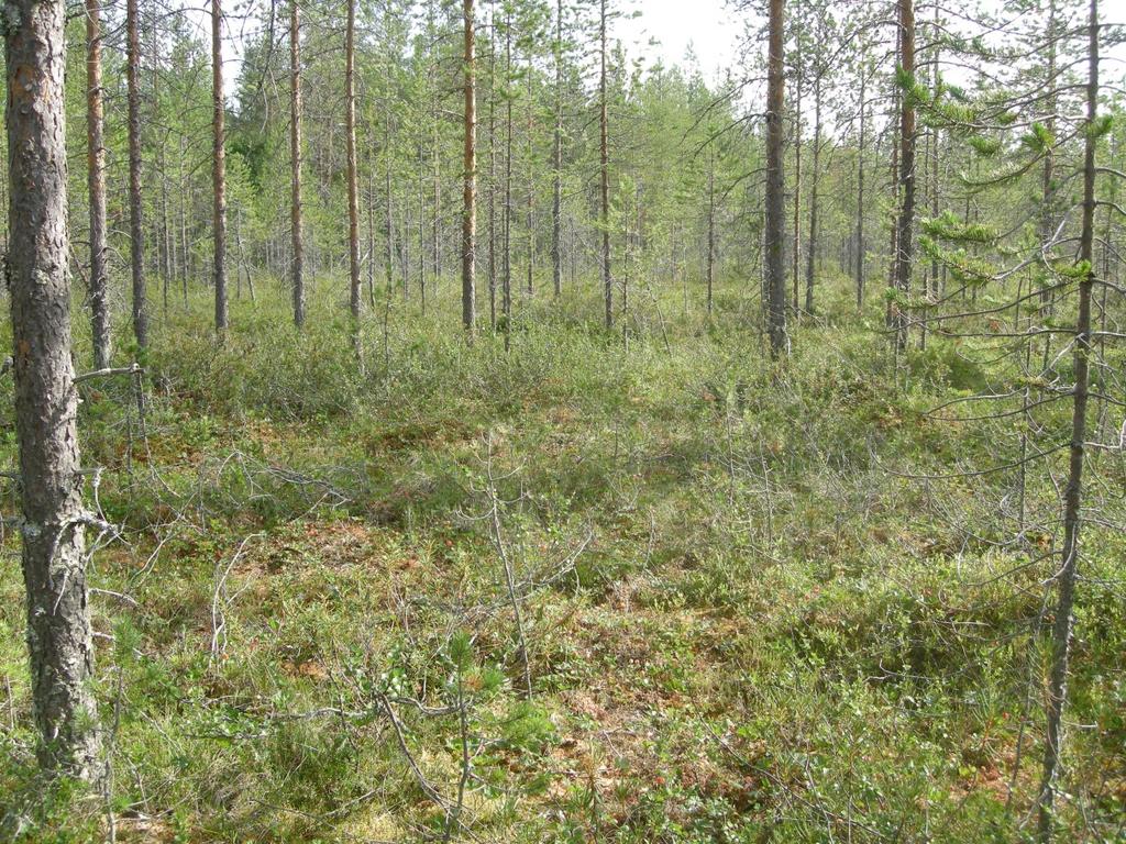 7 Kuva 3-2. Kaava-alueen tyypillistä osittain ojituksen kuivattamaa suomaisemaa. Ojitusten, aurausten ja metsänkäsittelyn seurauksena alueen luonnontilaisuus on laskenut varsin voimakkaasti.