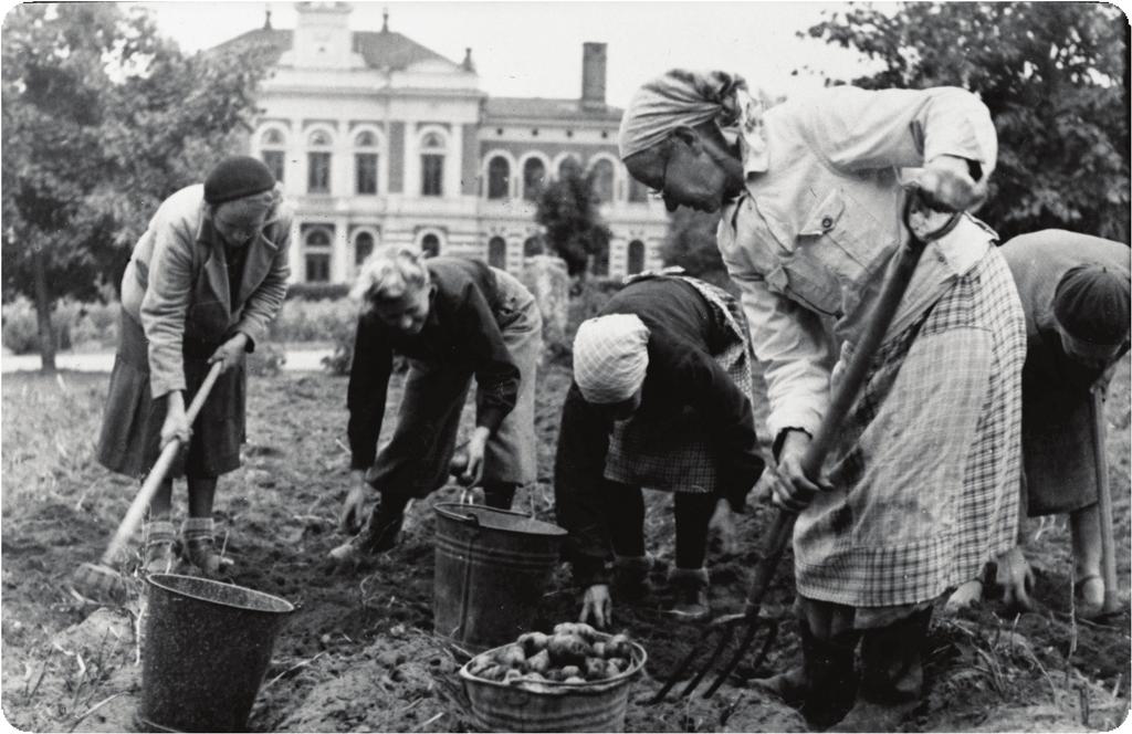 1940-1946 Perunasta oli kova pula ja jopa kaupunkien puistot