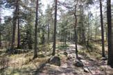 sijaitsee tervaleppälehto.