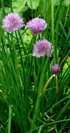 Sipuleita Sipulit (Allium sp.) Vihersipuli, hillosipuli ja ruohosipuli kylvetään toukokuussa 1 sentin syvyyteen. Siemeniä liotetaan ennen kylvöä.