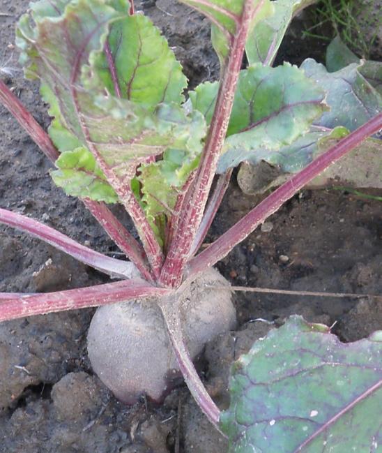 Punajuurikas (Beta vulgaris) Punajuurikas Kylvö toukokuussa/kesäkuun alussa parin sentin syvyyteen. Jos yöt ovat kylmiä, suojaa kylvös harsolla, jotta punajuuri ei virity kukkaan.