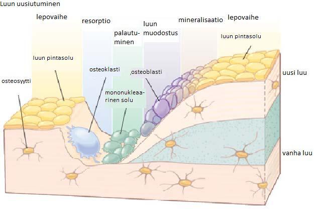 11 Osteoblastit ovat yksitumaisia soluja, jotka tuottavat uutta luuta. Osteoblastit sijaitsevat luun pinnalla ja käsittävät noin 4-6 % luusolukosta.