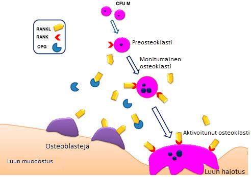 13 RANK:iin ja osteoklastien aktivoituminen. Kuvasta näkee niin ikään, miten OPG-reseptorit sitovat myös RANK-ligandeja ja täten estävät niiden sitoutumisen RANK-reseptoreihin. Kuva 2.