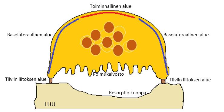14 poistuvat toiminnallisen solukalvoalueen kautta pois solusta. (Blomqvist 2006.) Alla olevassa kuvassa 3. on esitetty osteoklastin solukalvon eri alueet. Kuva 3.