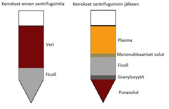 21 päälle. Sentrifugoinnin jälkeen mononukleaariset valkosolut sekä trombosyytit ovat muodostaneet kerroksen Ficoll-gradientin yläpuolelle (Kuva 4.).