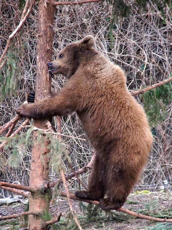 KARHU karhun, niin a) huuda kovaa. b) juokse lujaa. c) kiipeä puuhun. d) leiki kuollutta. Karhu on Euroopan suurin petoeläin. Suomen kansalliseläin. kaikkiruokainen.
