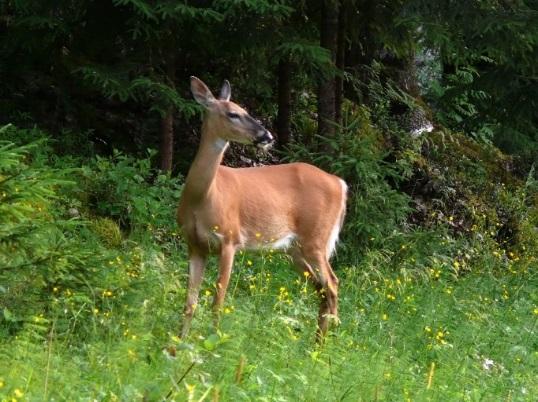 VALKOHÄNTÄKAURIS kauriin, niin a) huuda kovaa. b) älä liiku. c) juokse karkuun. d) anna sille omena. Valkohäntäkauris Valkohäntäkauris on suuri hirvieläin. Se voi painaa jopa 130 kg.